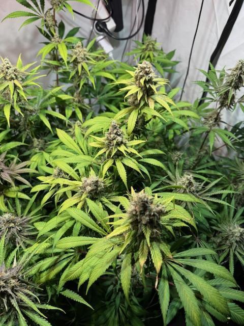 lemon z - cream caramel - kush mints ... Week 14