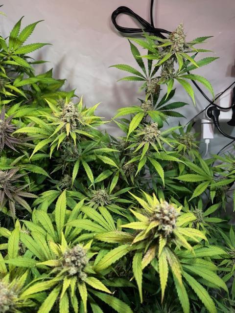 lemon z - cream caramel - kush mints ... Week 14
