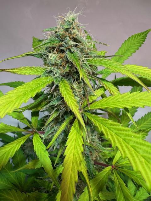 lemon z - cream caramel - kush mints ... Week 14