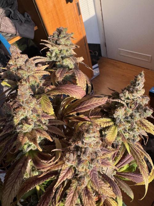 lemon z - cream caramel - kush mints ... Week 14