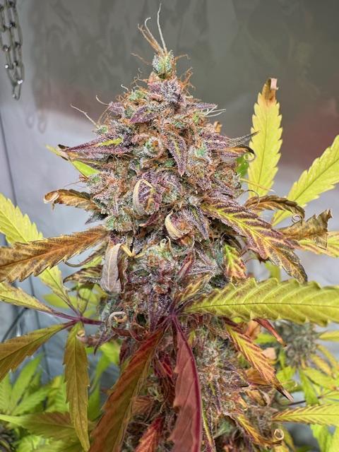 lemon z - cream caramel - kush mints ... Week 15