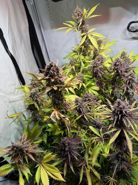 lemon z - cream caramel - kush mints ... Week 15