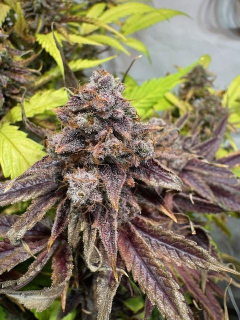 lemon z - cream caramel - kush mints ... Week 15