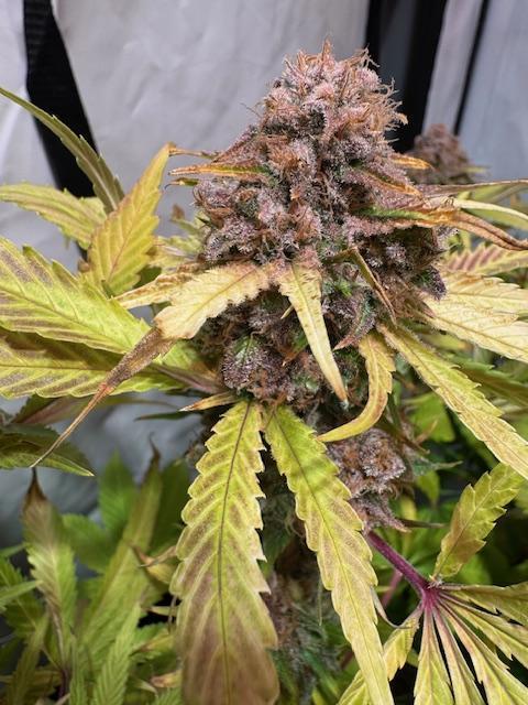 lemon z - cream caramel - kush mints ... Week 15