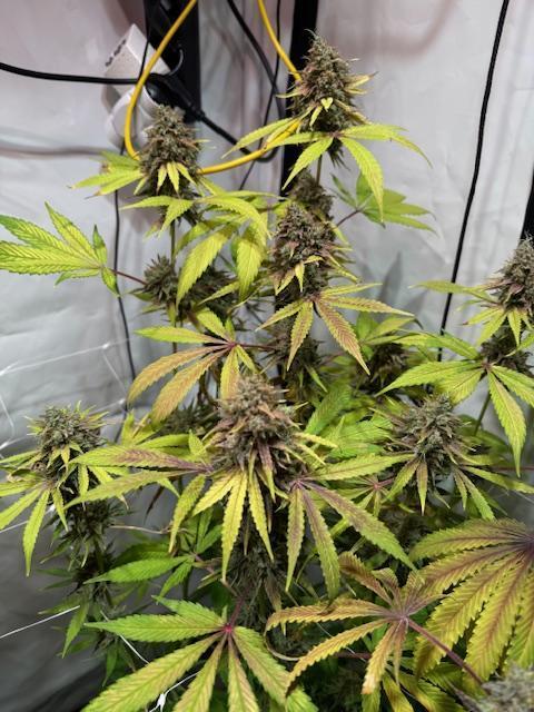 lemon z - cream caramel - kush mints ... Week 15
