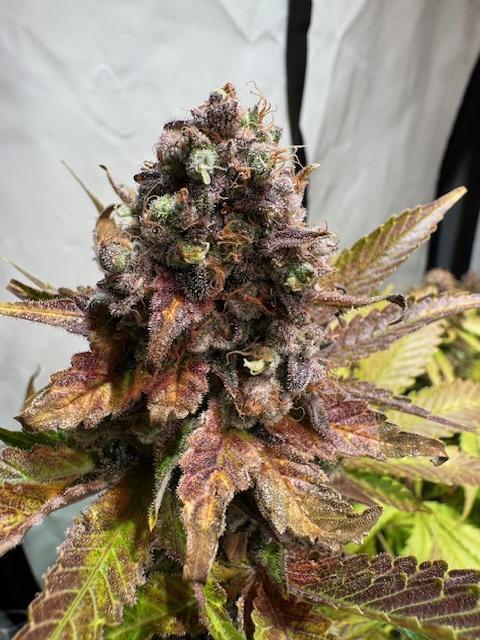 lemon z - cream caramel - kush mints ... Week 15