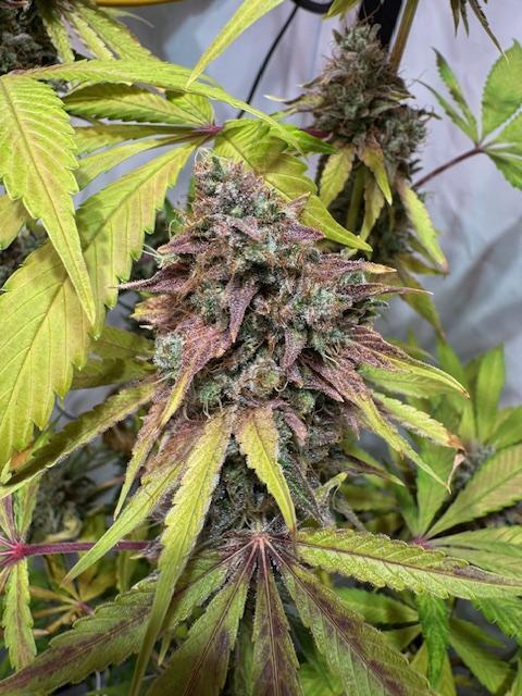 lemon z - cream caramel - kush mints ... Week 15