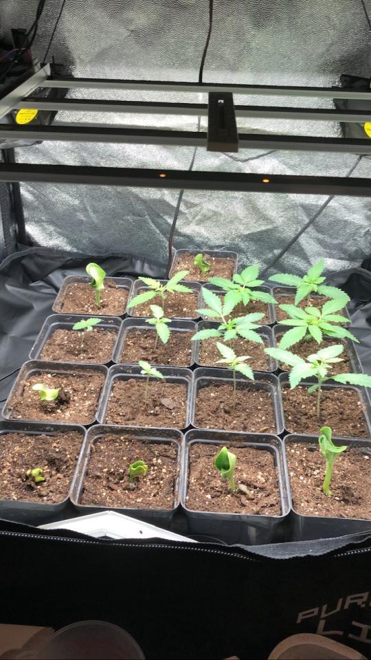 blue zushi,sensi amnesia,frozen biscotti. Week 0