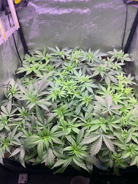 blue zushi,sensi amnesia,frozen biscotti. Week 4