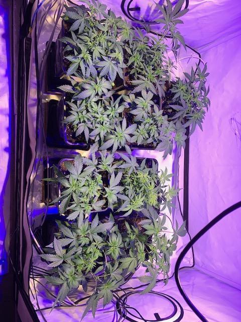 blue zushi,sensi amnesia,frozen biscotti. Week 4