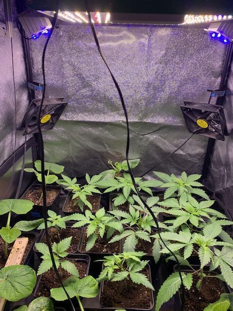 blue zushi,sensi amnesia,frozen biscotti. Week 2