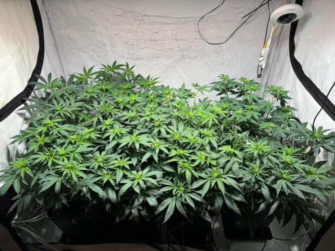 blue zushi,sensi amnesia,frozen biscotti. Week 5