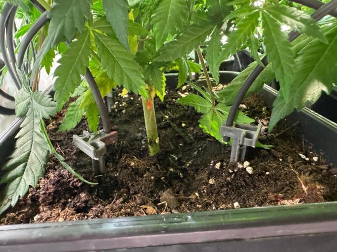 blue zushi,sensi amnesia,frozen biscotti. Week 5