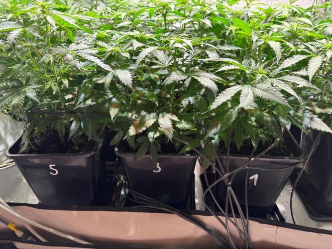 blue zushi,sensi amnesia,frozen biscotti. Week 5
