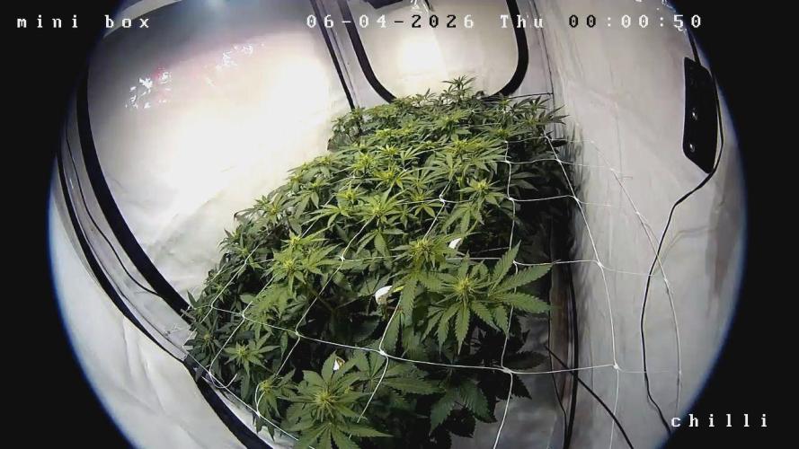 blue zushi,sensi amnesia,frozen biscotti. Week 6