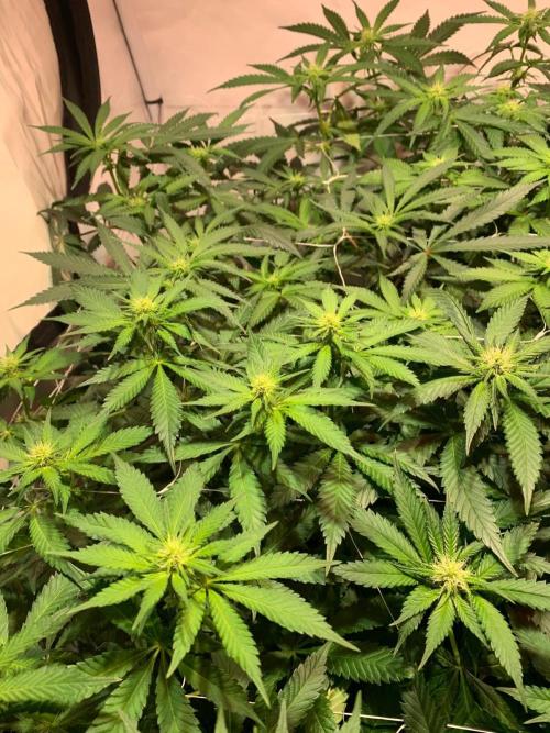 blue zushi,sensi amnesia,frozen biscotti. Week 6