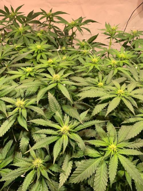 blue zushi,sensi amnesia,frozen biscotti. Week 6