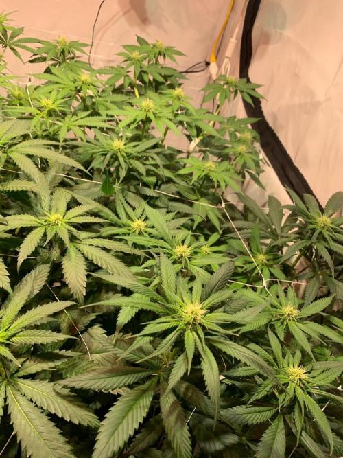 blue zushi,sensi amnesia,frozen biscotti. Week 6