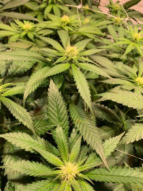 blue zushi,sensi amnesia,frozen biscotti. Week 6