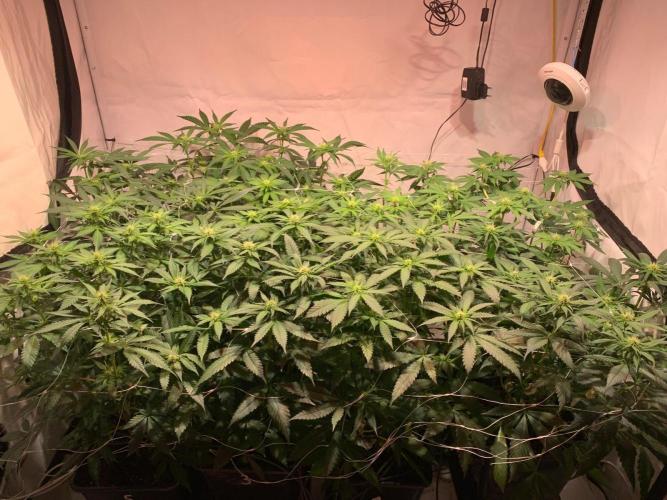 blue zushi,sensi amnesia,frozen biscotti. Week 6