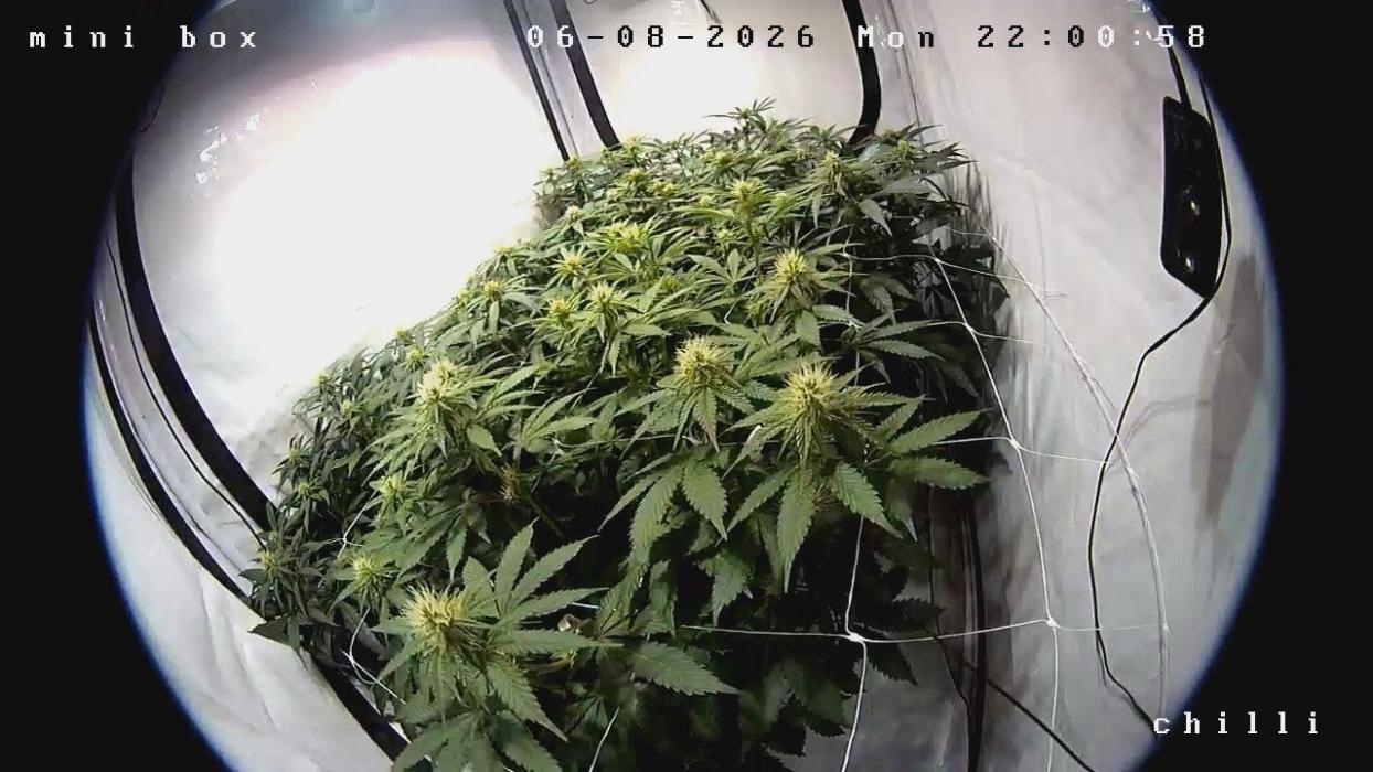 blue zushi,sensi amnesia,blue gelato 41. Week 7
