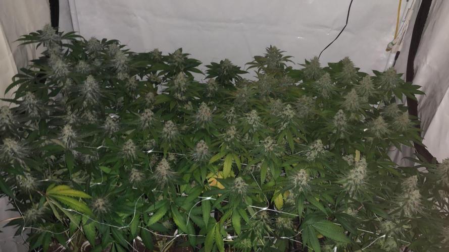 blue zushi,sensi amnesia,blue gelato 41. Week 11
