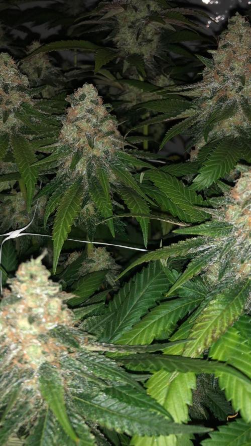 blue zushi,sensi amnesia,blue gelato 41. Week 11
