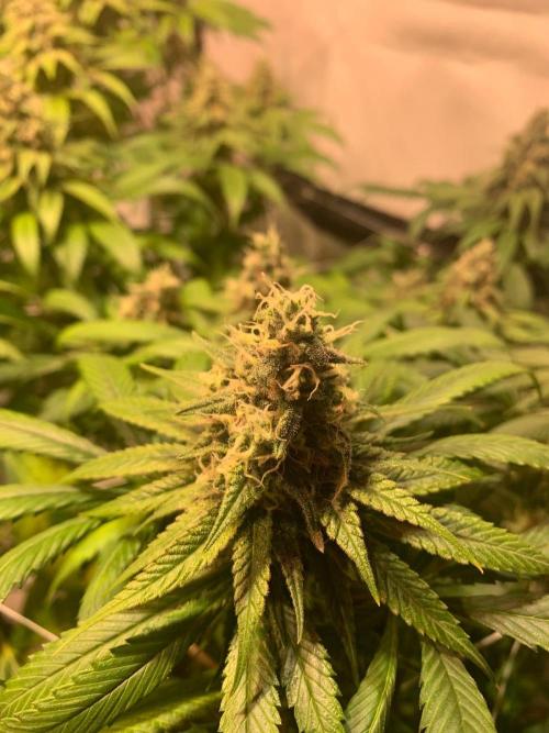 blue zushi,sensi amnesia,blue gelato 41. Week 11