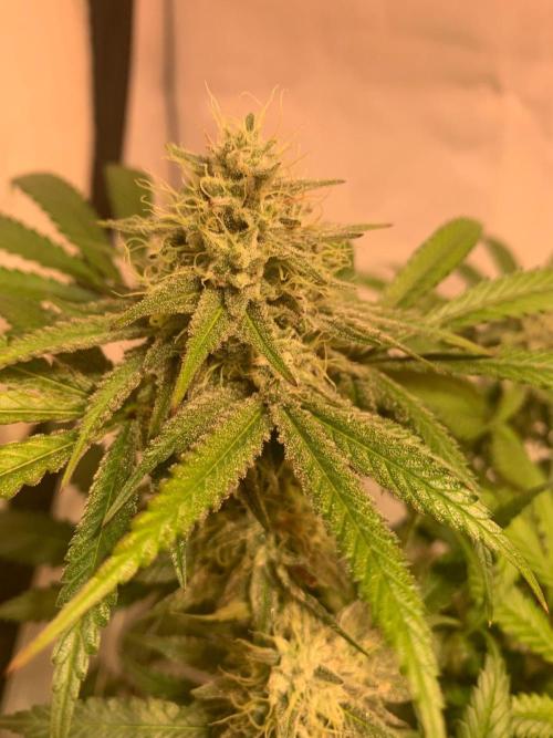 blue zushi,sensi amnesia,blue gelato 41. Week 11