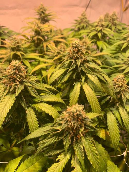 blue zushi,sensi amnesia,blue gelato 41. Week 11