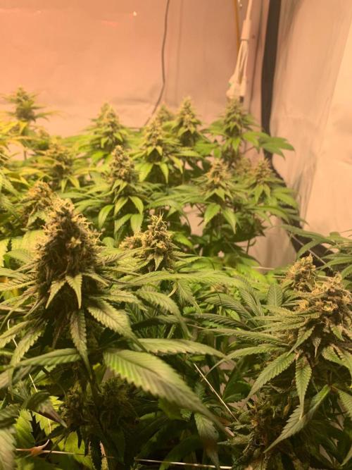 blue zushi,sensi amnesia,blue gelato 41. Week 11