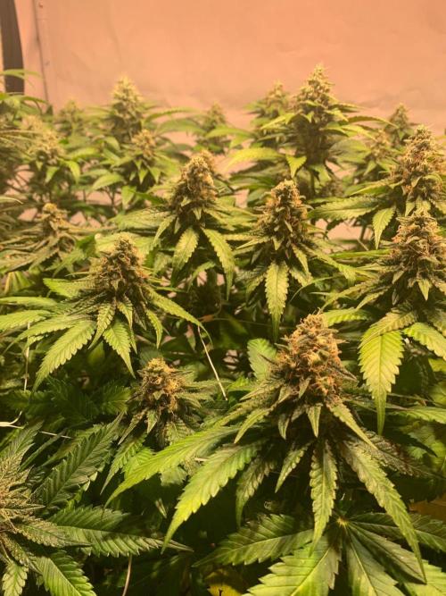 blue zushi,sensi amnesia,blue gelato 41. Week 11