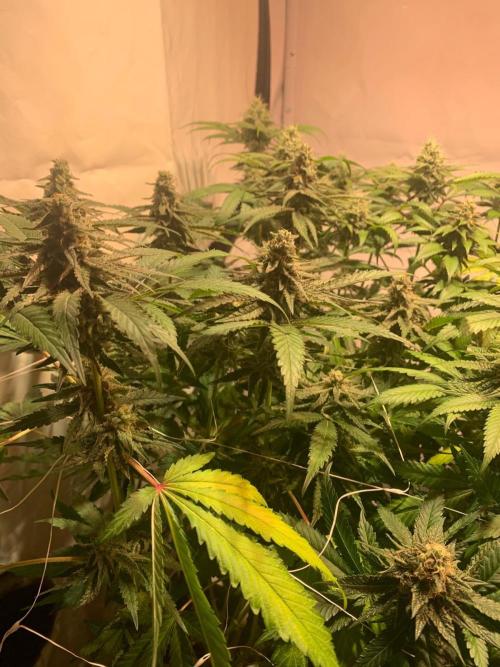 blue zushi,sensi amnesia,blue gelato 41. Week 11