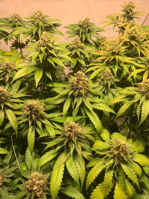 blue zushi,sensi amnesia,blue gelato 41. Week 11