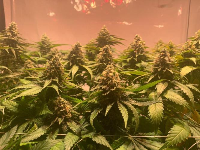 blue zushi,sensi amnesia,blue gelato 41. Week 11