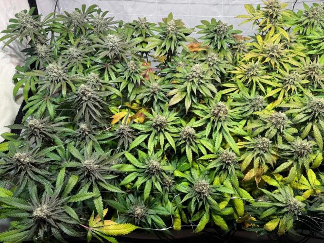 blue zushi,sensi amnesia,blue gelato 41. Week 12