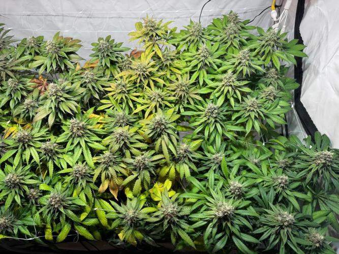 blue zushi,sensi amnesia,blue gelato 41. Week 12