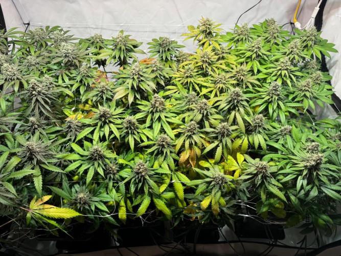 blue zushi,sensi amnesia,blue gelato 41. Week 12