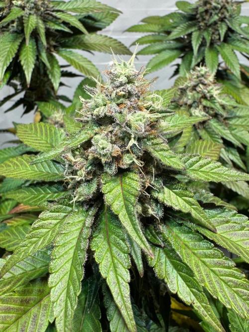 blue zushi,sensi amnesia,blue gelato 41. Week 12