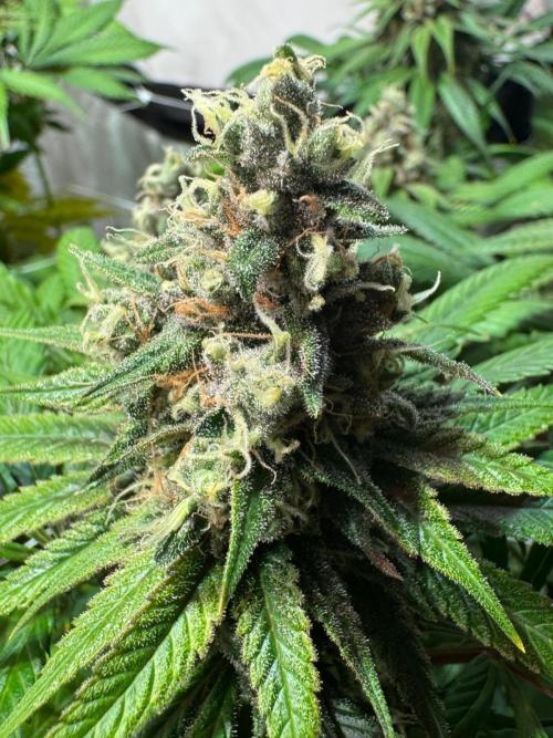 blue zushi,sensi amnesia,blue gelato 41. Week 12