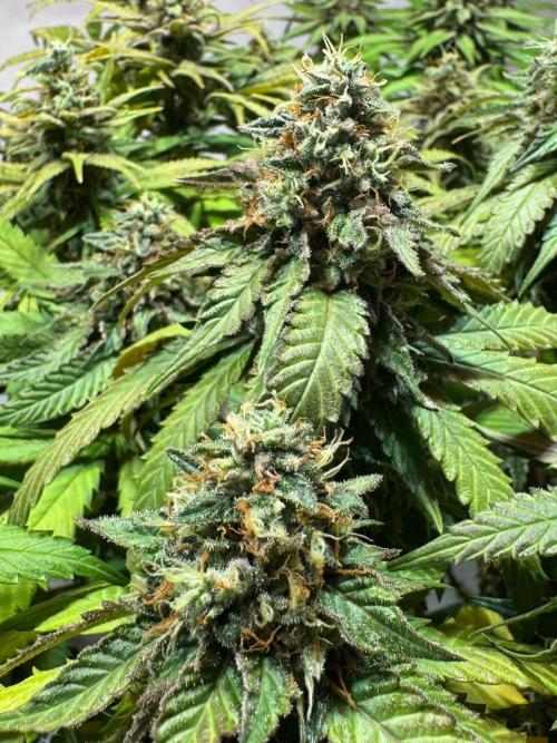 blue zushi,sensi amnesia,blue gelato 41. Week 12