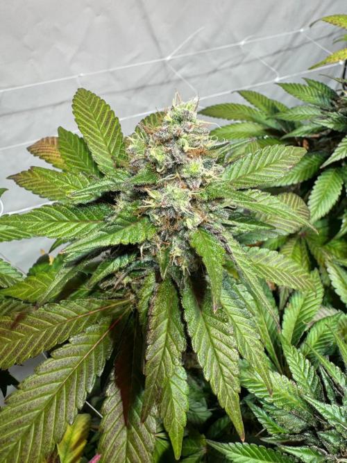 blue zushi,sensi amnesia,blue gelato 41. Week 12