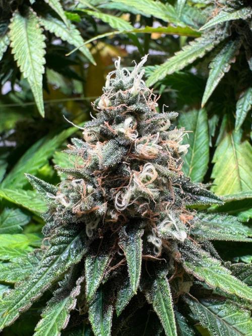 blue zushi,sensi amnesia,blue gelato 41. Week 12