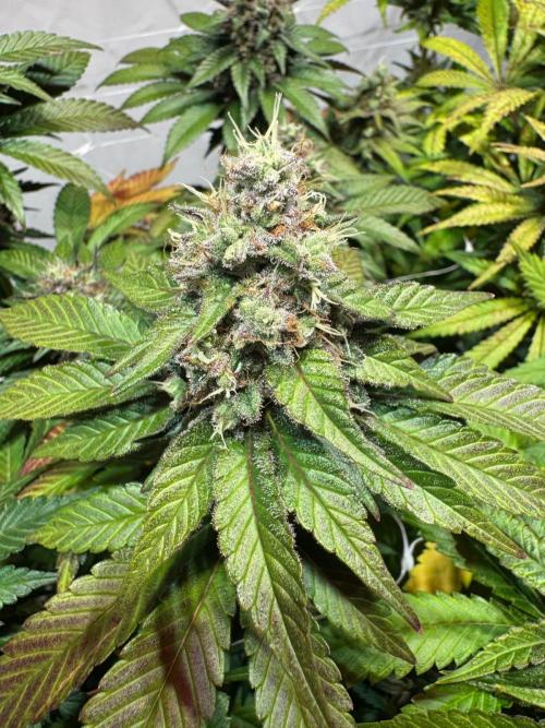 blue zushi,sensi amnesia,blue gelato 41. Week 12