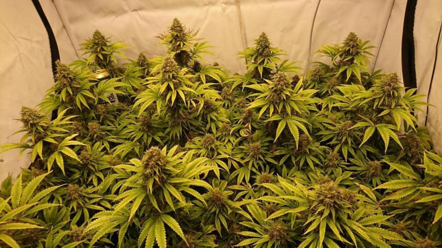 Jack Herer - clones. Week 15