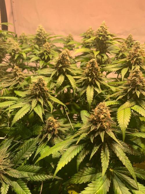 blue zushi,sensi amnesia,blue gelato 41. Week 12 - Sensi Amnesia