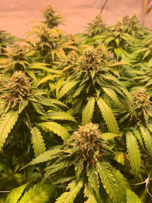blue zushi,sensi amnesia,blue gelato 41. Week 12 - Sensi Amnesia