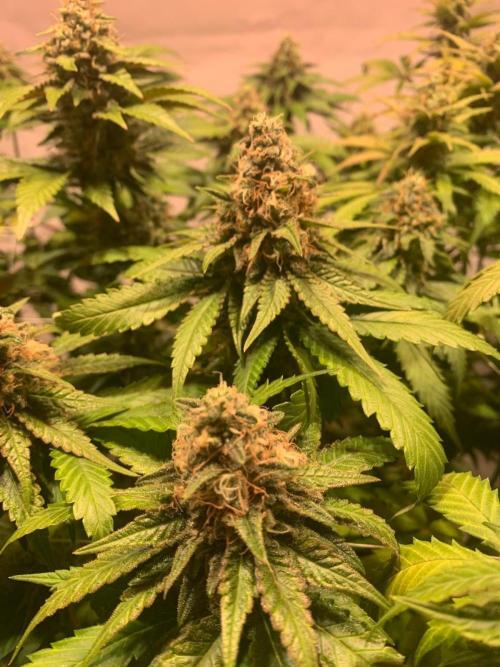 blue zushi,sensi amnesia,blue gelato 41. Week 12 - Sensi Amnesia