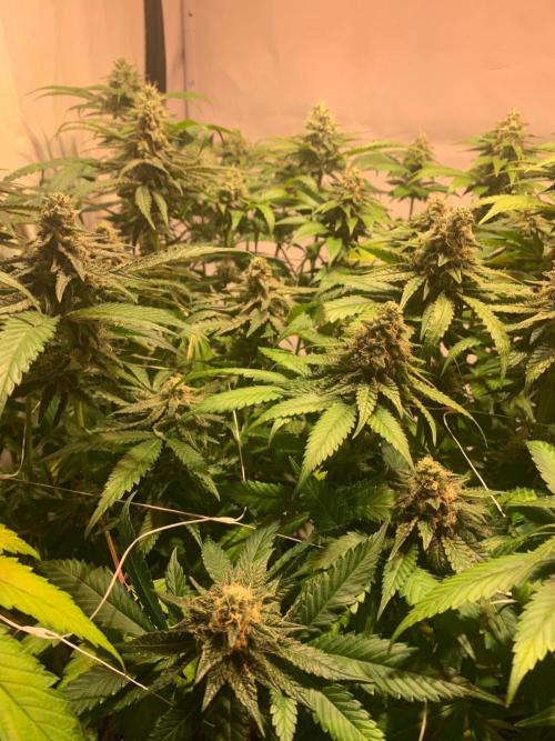 blue zushi,sensi amnesia,blue gelato 41. Week 12