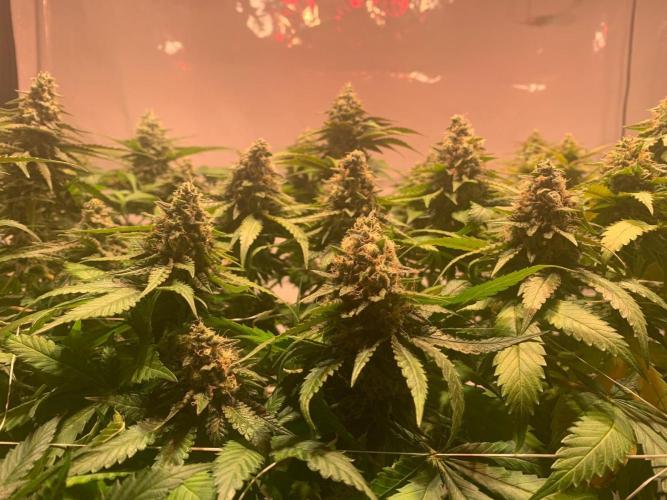 blue zushi,sensi amnesia,blue gelato 41. Week 12